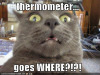 funny+cat+02.jpg
