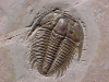 trilobite1.jpg