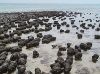 300px-Stromatolites_in_Sharkbay.jpg